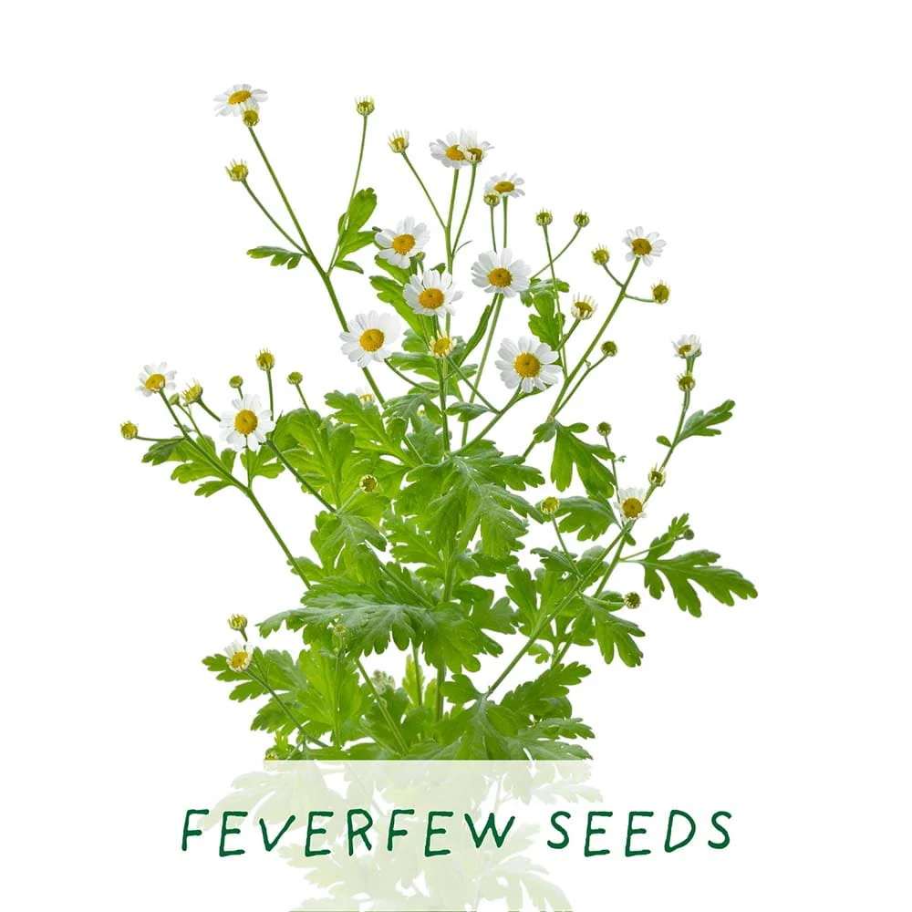 Best Mum Herbal Teas Growing Kit by The Plant Gift Co. - Image 3