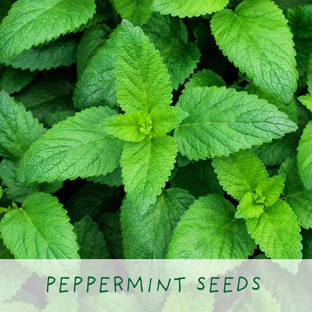Best Mum Herbal Teas Growing Kit by The Plant Gift Co. - Image 4