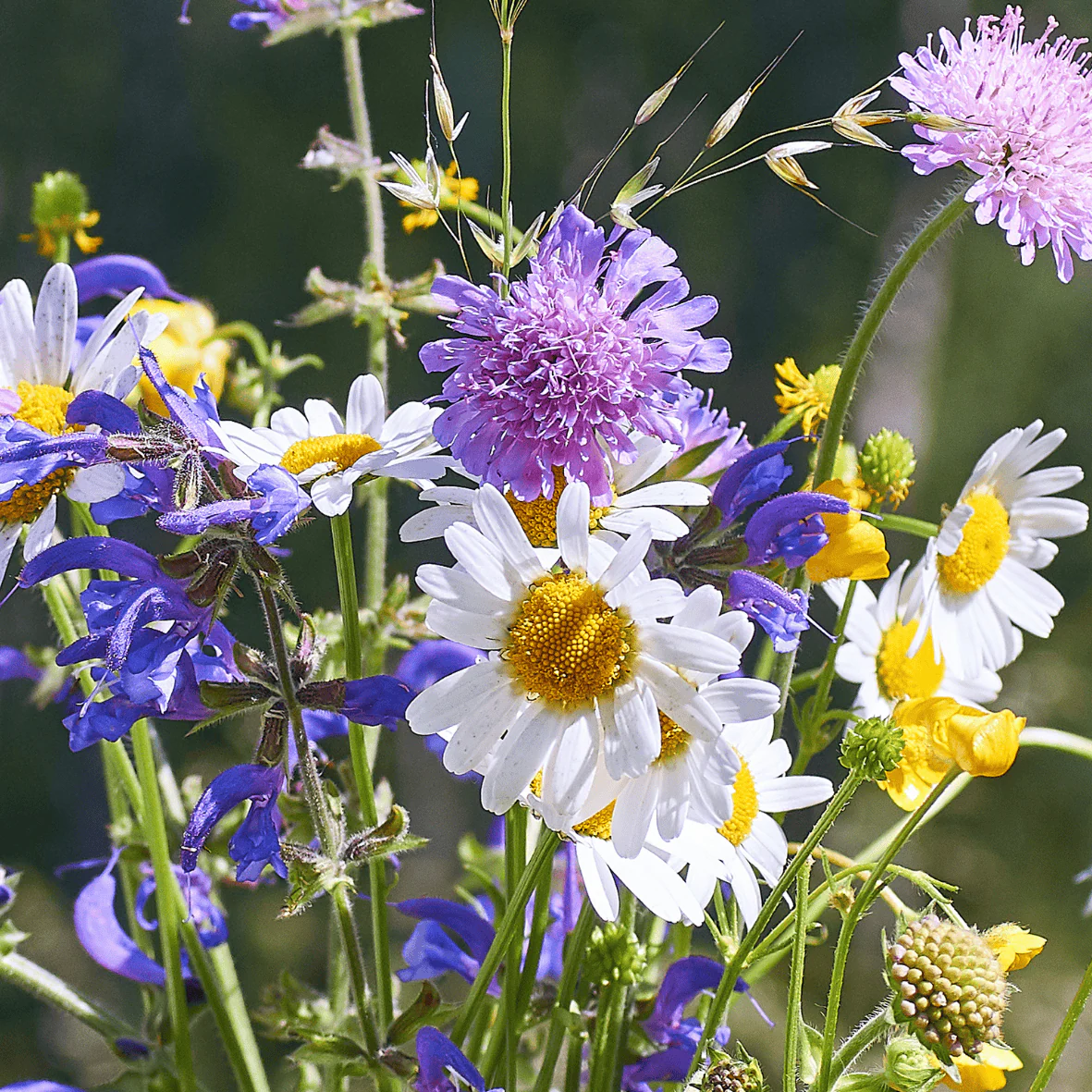 Christmas Wildflower Wishes Flower Gift Set - Image 6