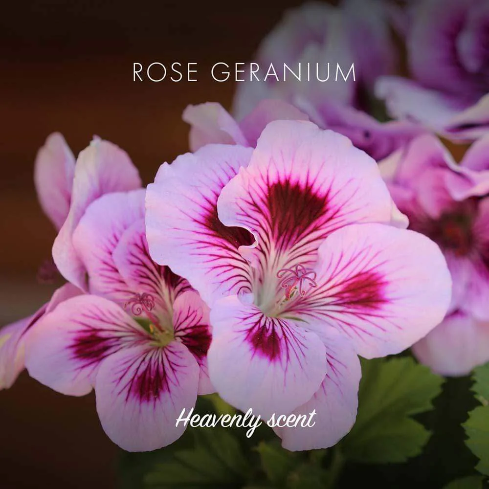 Friendly Soap - Rose Geranium - Image 3