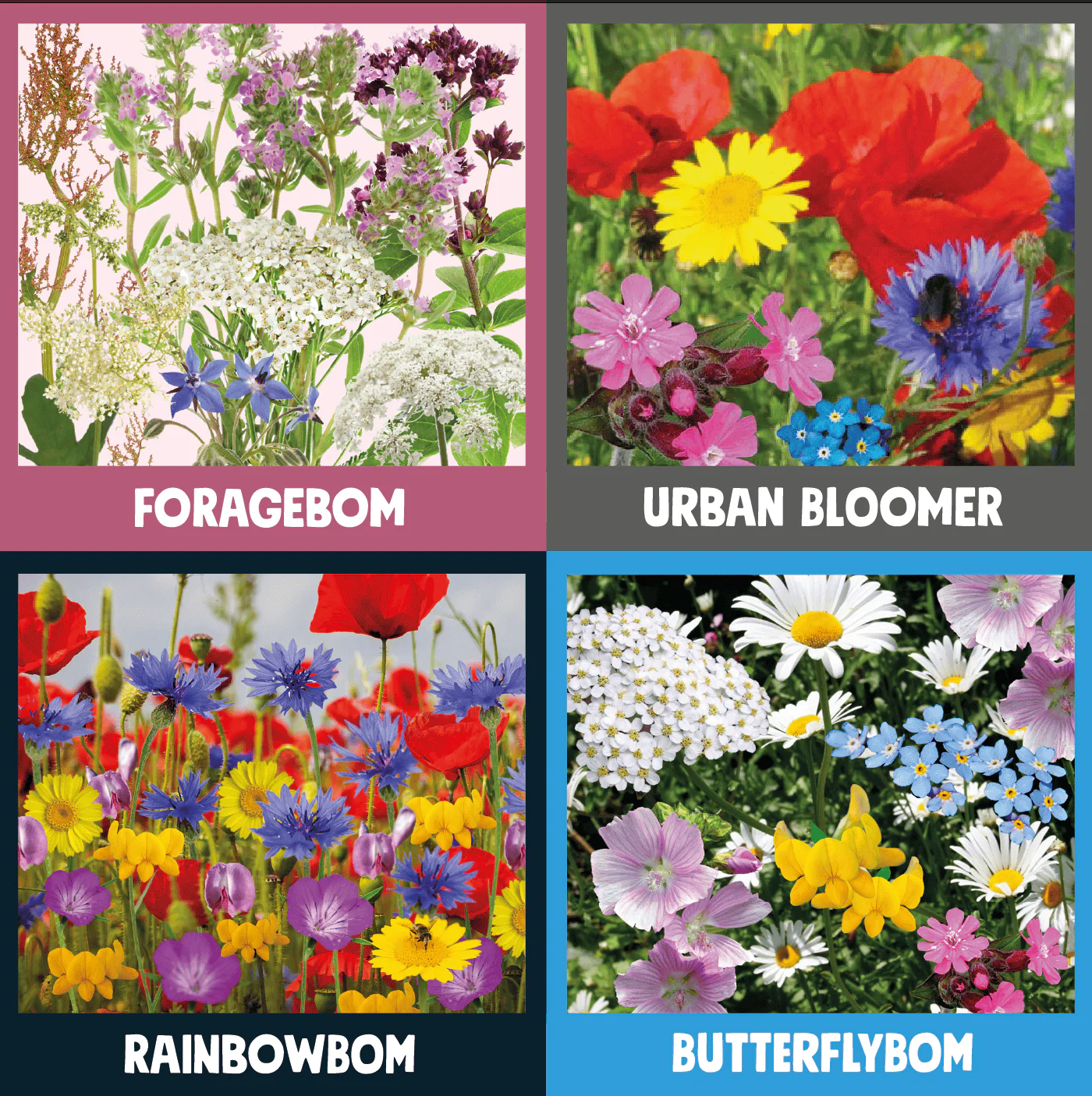 Great British Bloomers Seedbom Gift Box - Image 5