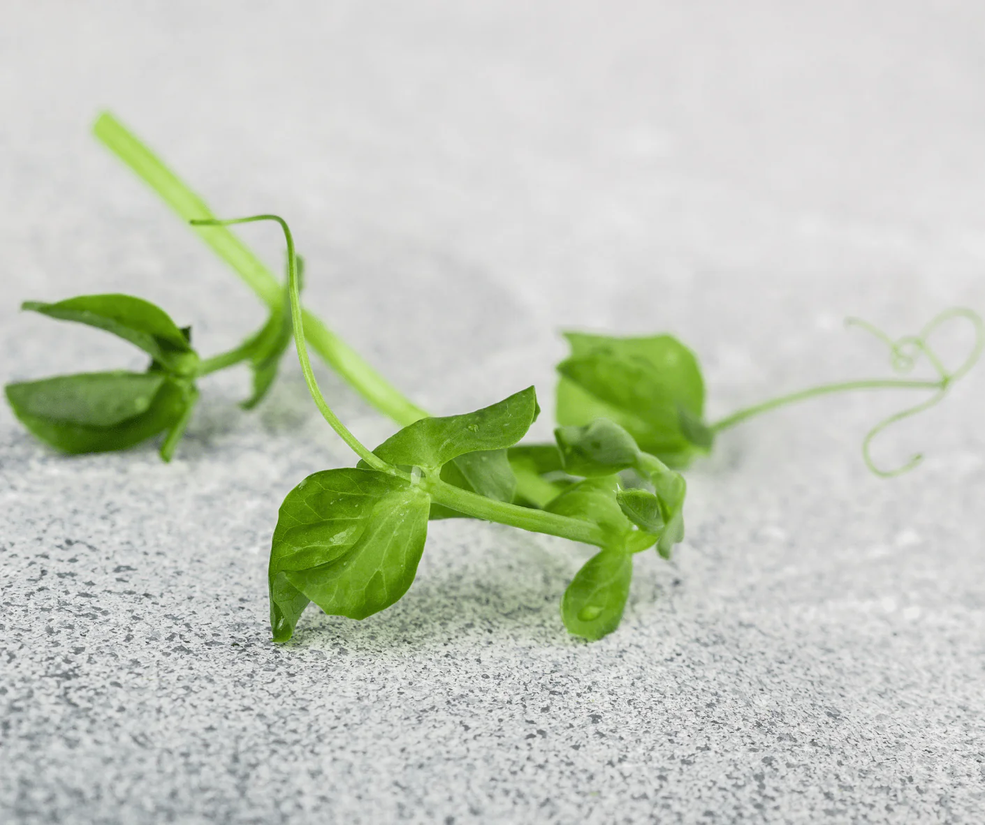 'Just to Say Hello' Growable Microgreen Greetings Card - Image 6