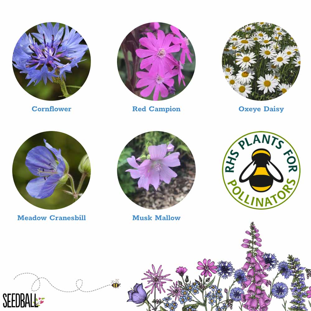 Happy Birthday Wildflower Seedball Box - Image 3