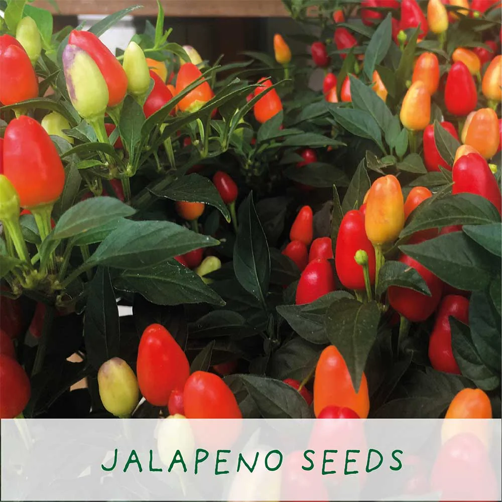 Number One Dad Chilli Growing Kit by The Plant Gift Co. - Image 3