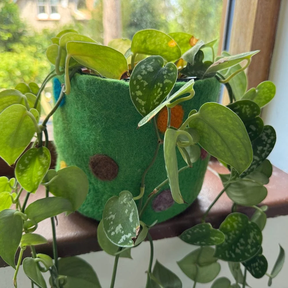 Polka Dot Wool Felt Plant Pot Cover - Emerald Green - Image 3