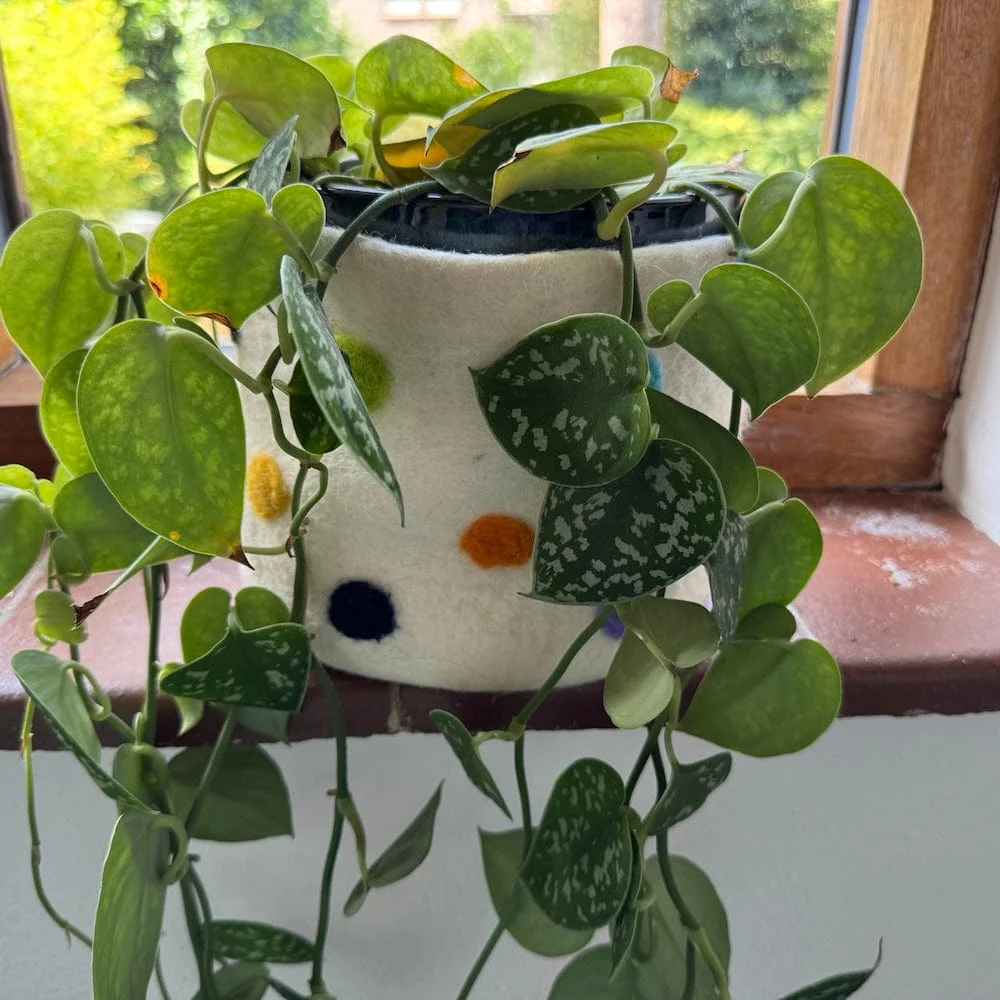Polka Dot Wool Felt Plant Pot Cover - White - Image 4