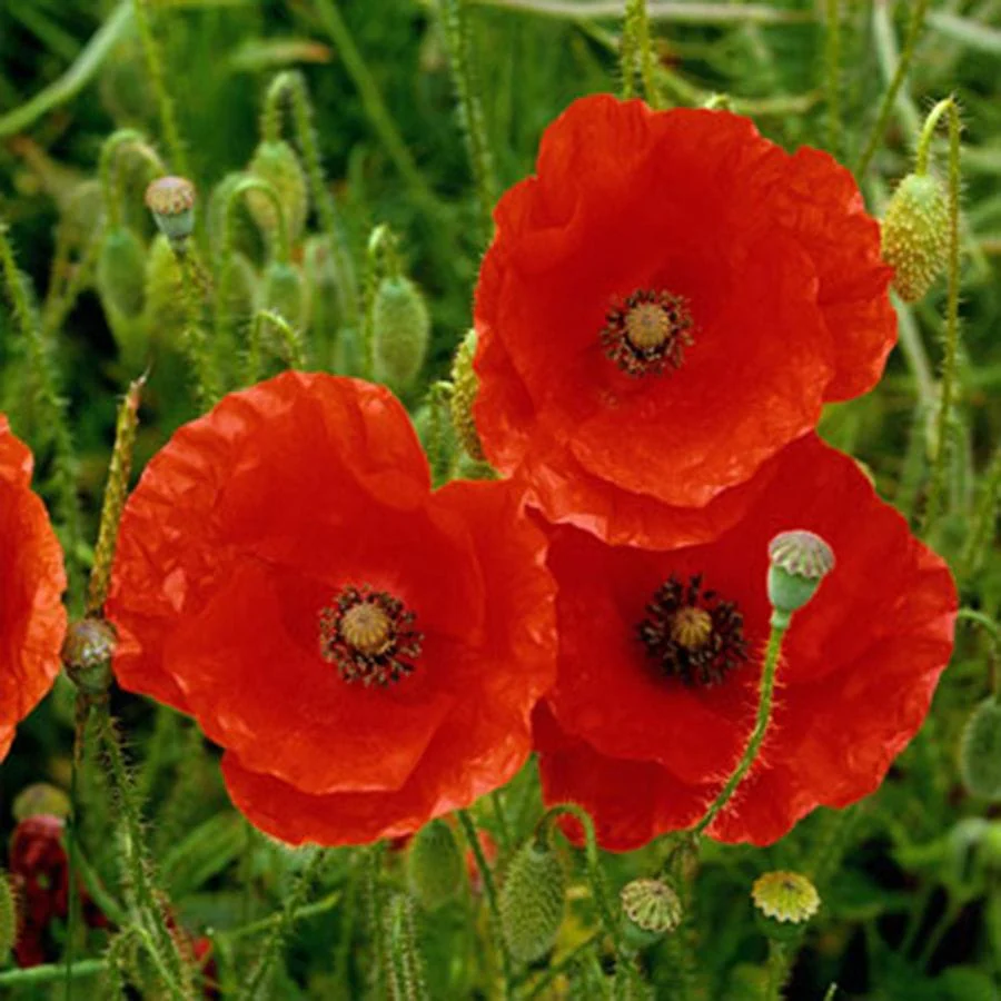 Poppy Peacebom Seedbom - Image 3