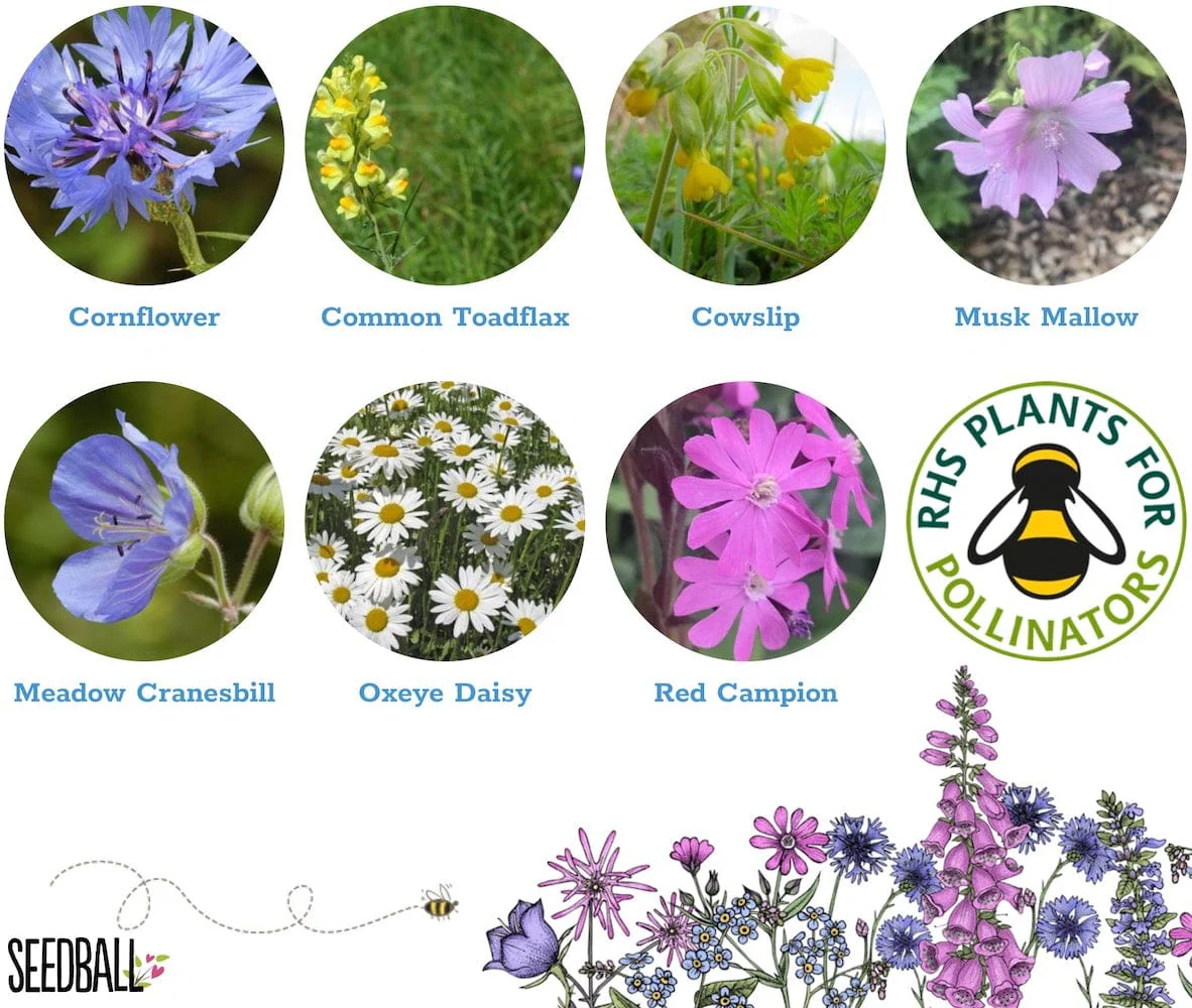 Save The Bees Mini Seedball Tins - Image 4