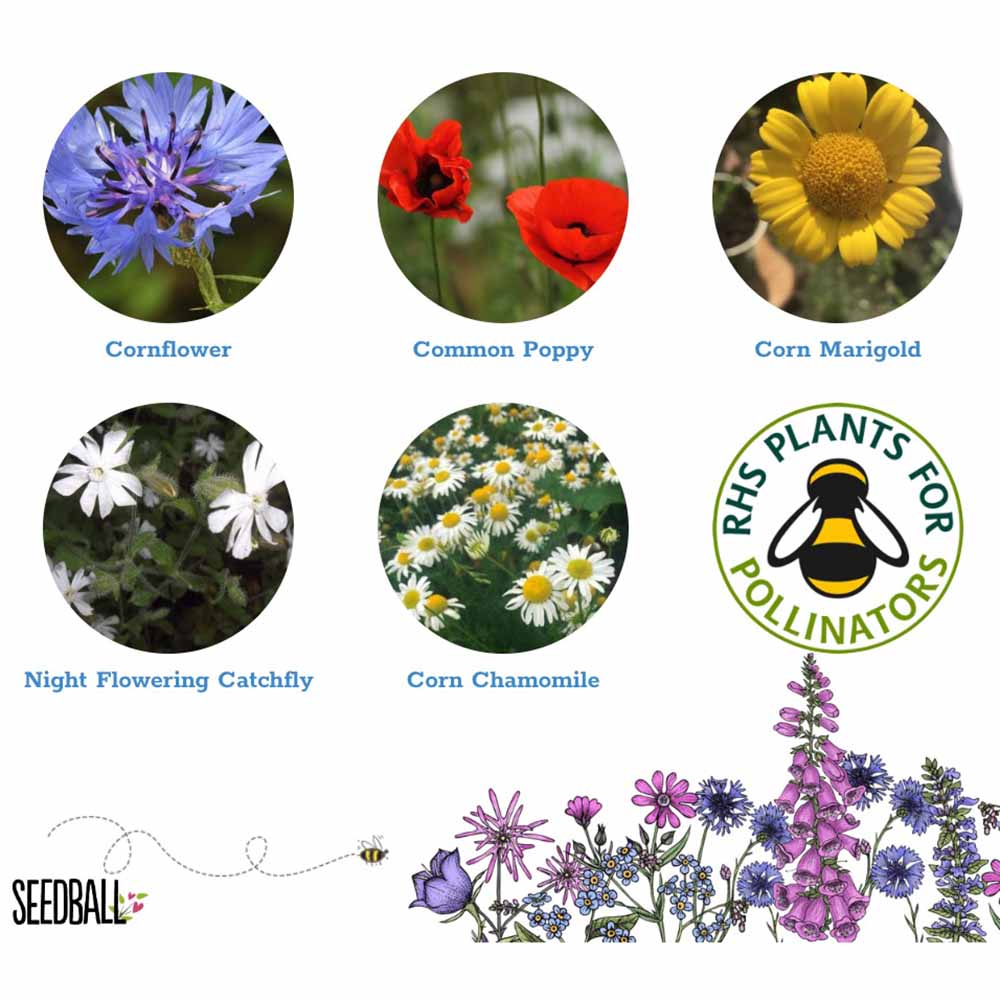 Seedball Wildflower Grab Bag - Annuals Mix - Image 2