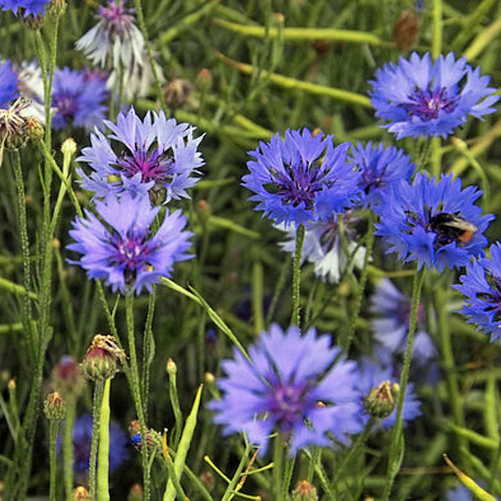 Seedball Wildflower Grab Bag - Annuals Mix - Image 4