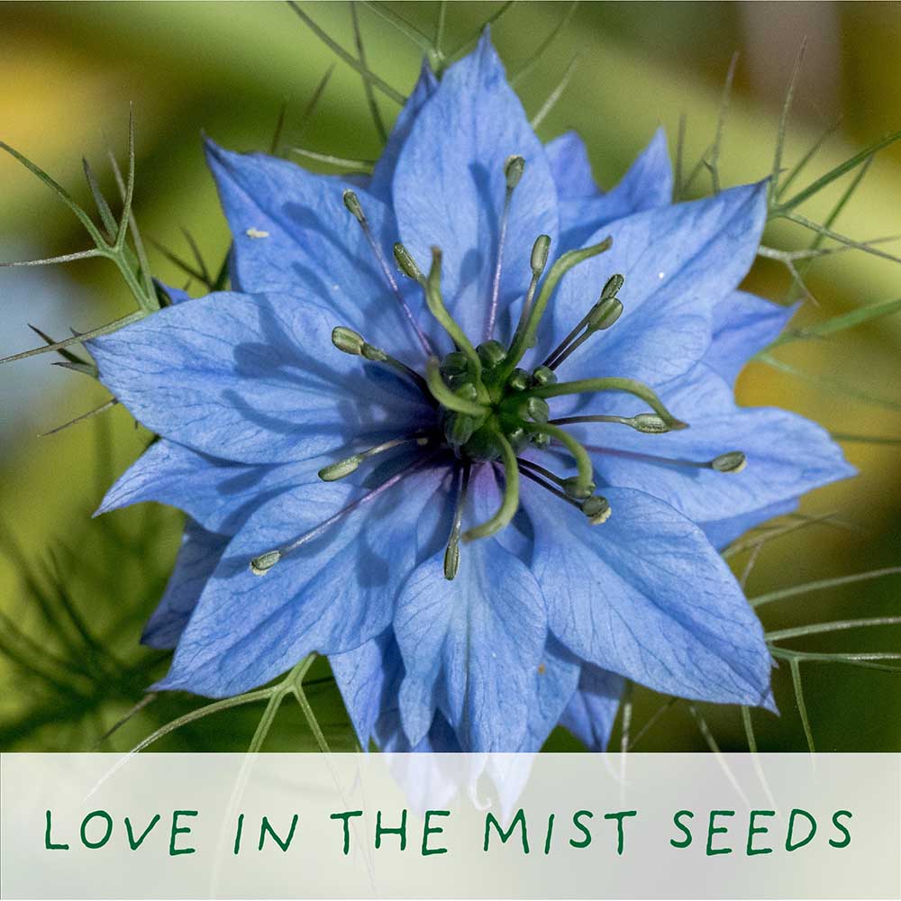 Seeds of Love Growing Kit by The Plant Gift Co. - Image 3