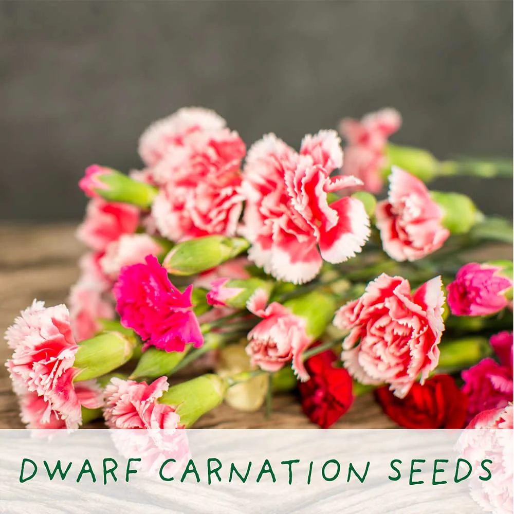 Seeds of Love Growing Kit by The Plant Gift Co. - Image 4