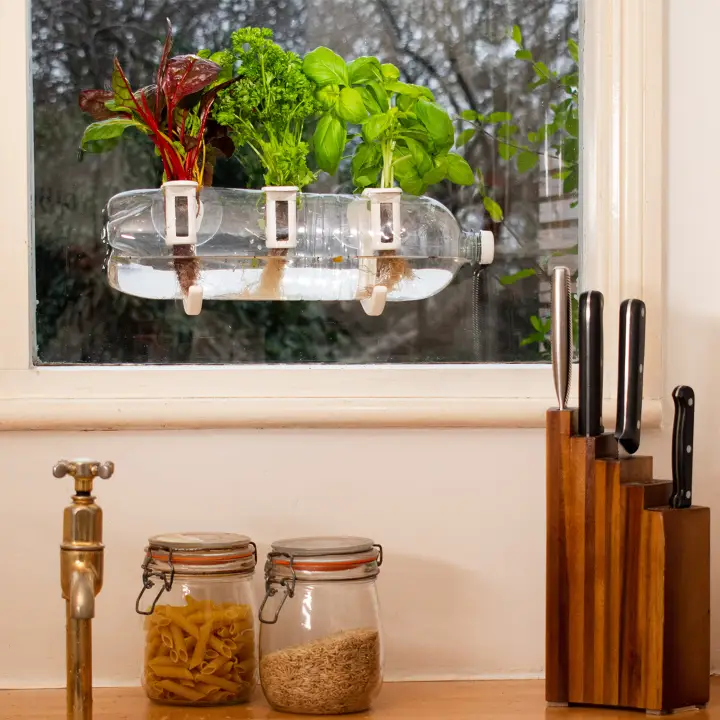Thai Chef's Grow Pack - Refill Kit - Image 4