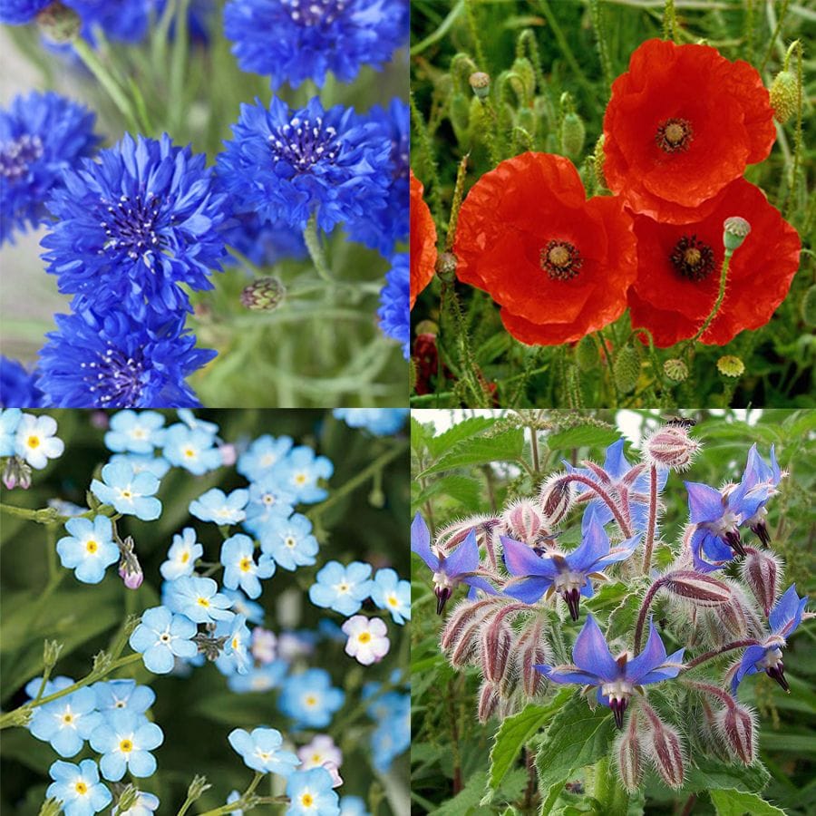 Wildflower Wonders Seedbom Gift Box - Image 5